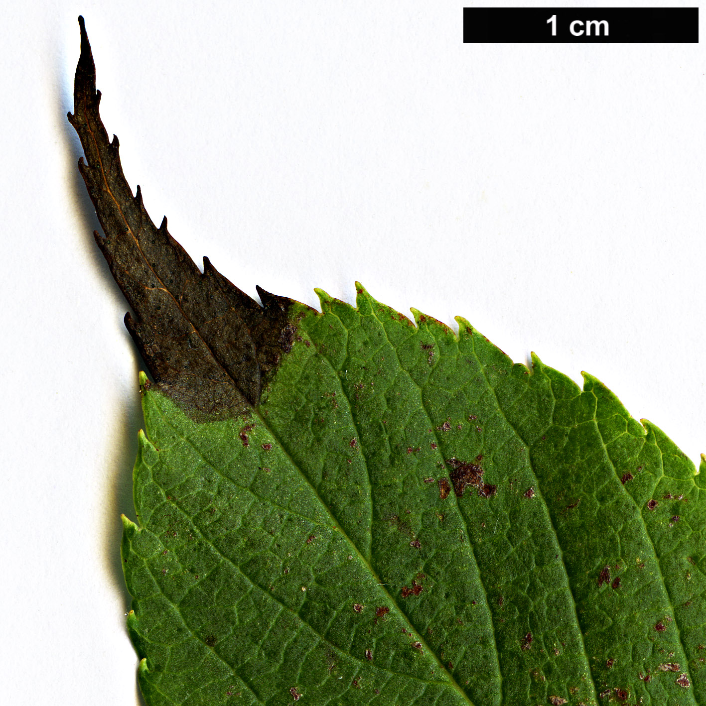 High resolution image: Family: Rosaceae - Genus: Sorbus - Taxon: verrucosa High resolution image: Family: Rosaceae - Genus: Sorbus - Taxon: verrucosa